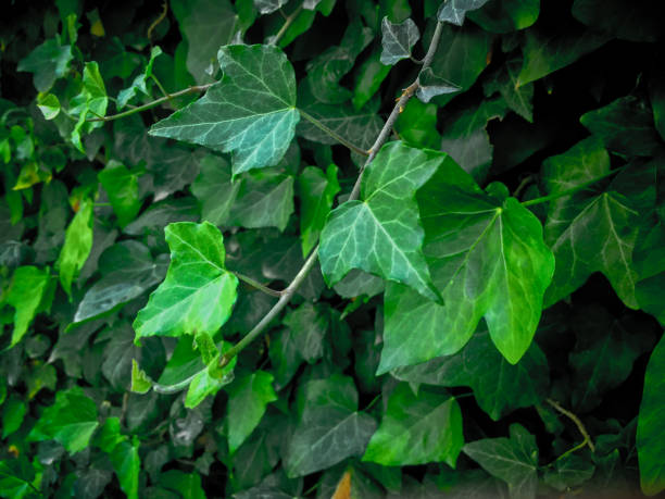 istock Beautiful ivy leaves in various angles, colors and effects 1221023066