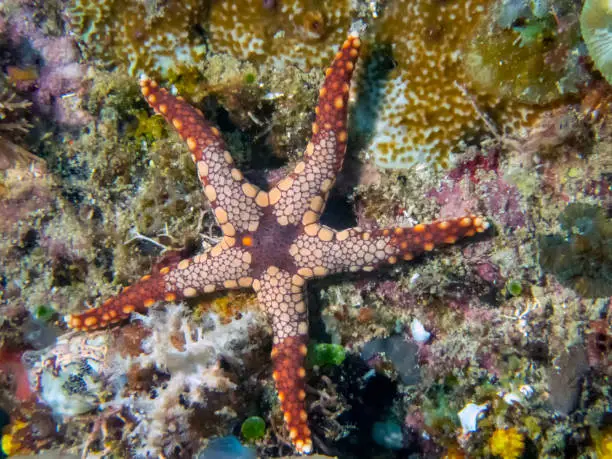 Peppermint Sea Star (Fromia monilis)