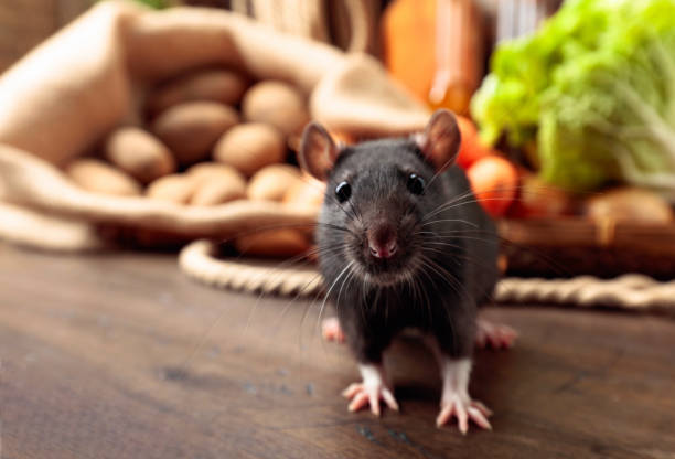 Rat on a wooden table with vegetables and kitchen utensils. Rat on a old wooden table with vegetables and kitchen utensils. rat photos stock pictures, royalty-free photos & images