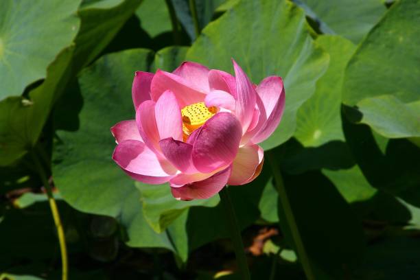 istock Lotus East pink. 1221024408