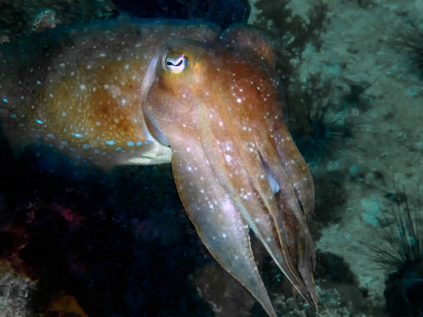 A Pharaoh Cuttlefish (Sepia pharaonis) A Pharaoh Cuttlefish (Sepia pharaonis) sepia pharaonis stock pictures, royalty-free photos & images