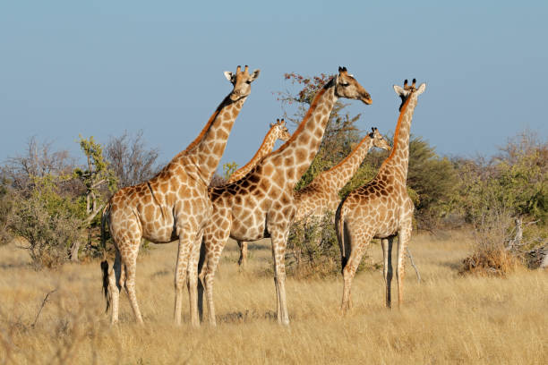 istock Giraffes (Giraffa camelopardalis), Etosha National Park, Namibia 1221025697