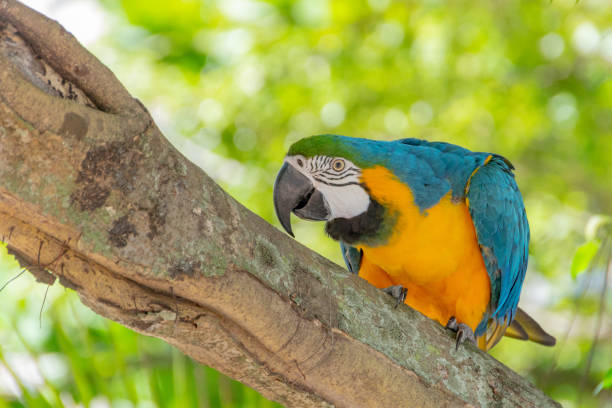 istock yellow-breasted macaw on a tree trunk in rio de janeiro 1221025743
