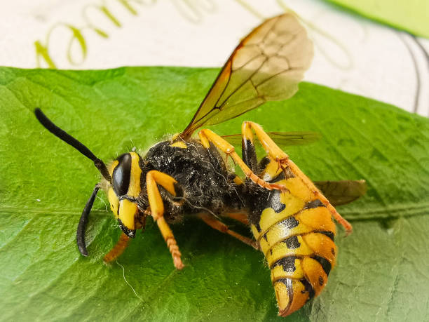 istock European wasp Vespula germanica, isolated on white background 1221026314