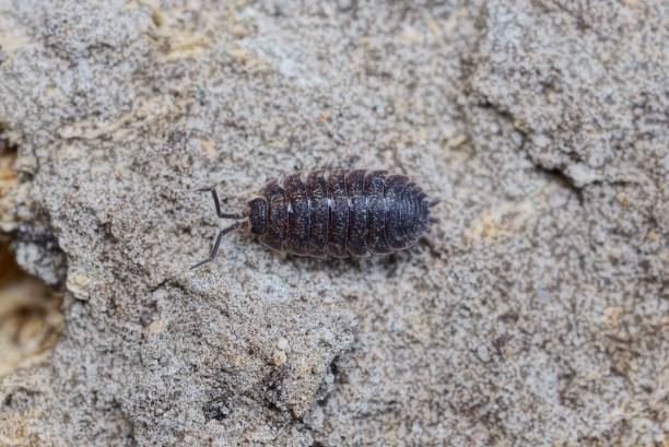 istock one small brown insect wood louse is sitting 1221027375