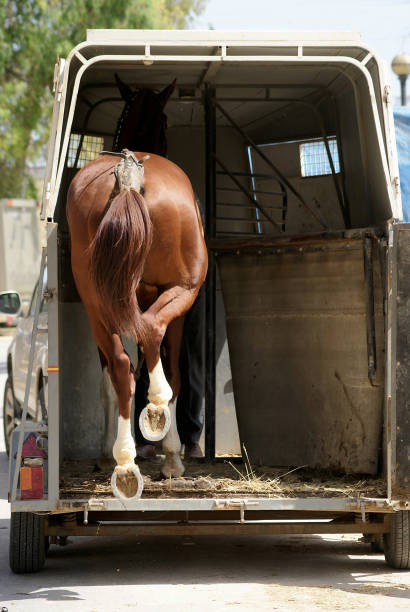 istock Anglo Arab horse getting on the van to be transported seen from behind 1221029275