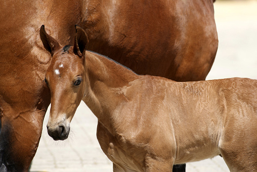 Face portrait of a young brown spanish horse foal with his mother