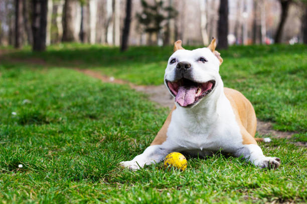 istock Friendly Dog having a big smile 1221030039