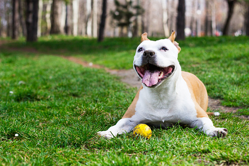 Friendly dog smile, looking at camera. Playing in the public park