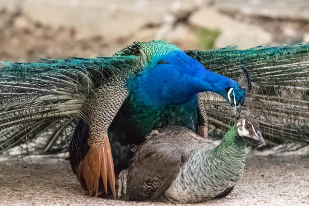 two peacocks cought up mating - cought imagens e fotografias de stock