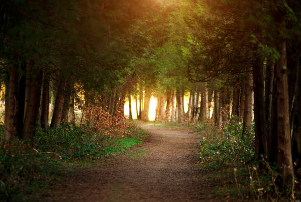 istock Path in coniferous summer botanical park among spruce tree in sunset light 1221030718