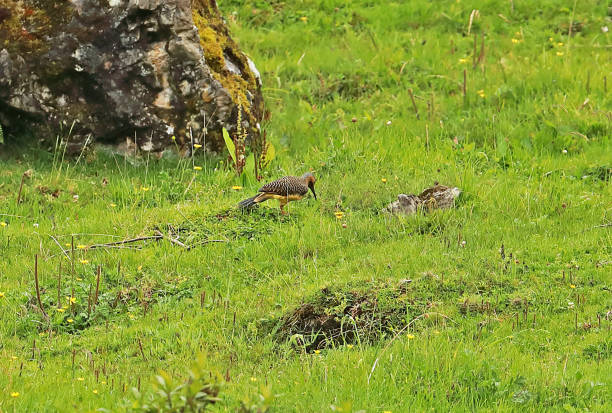 istock Northern Andean Flicker 1221033153