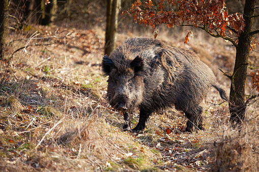 Dangerous wild boar, sus scrofa, turning around and looking into camera in autumn nature. Threatening wild mammal in forest with dry foliage and grass from side. Animal wildlife from profile.