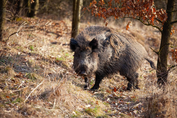 perigoso javali selvagem virando-se e olhando para a câmera na natureza do outono - wild boar - fotografias e filmes do acervo