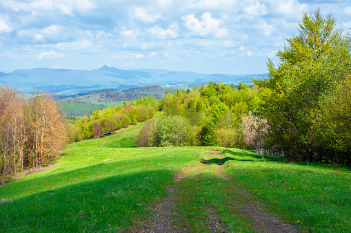 beautiful nature mountain scenery. path through forest on grassy hills in springtime. concept of outdoor adventure on a sunny day with clouds on the blue sky