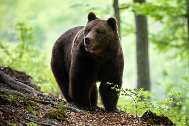 istock Big brown bear adult male approaching in summer forest from front view. 1221033273