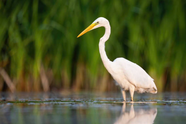 istock Alert great egret standing water with green blurred background in summer nature 1221033545