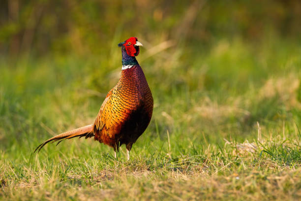 istock Dreamy common pheasant, with beautiful sunkissed plumage grazing on the meadow. 1221033733