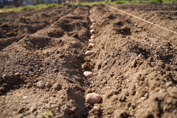 istock Potatoes sowing in the countryside 1221034802