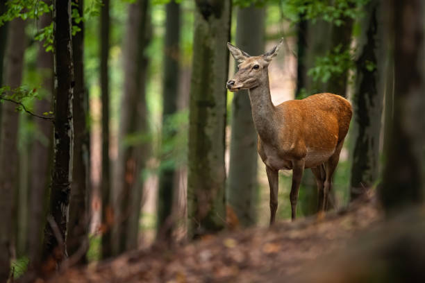 istock Careful red deer hind looking aside in a summer or autumn forest with trees 1221034944