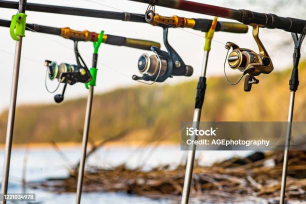 Carp Fishing Rods With Reel On Support System Stock Photo - Download Image  Now - Activity, Alarm, Black Color - iStock