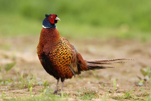 istock Adult common pheasant, phasianus colchicus, on the spring walk along the field 1221035125