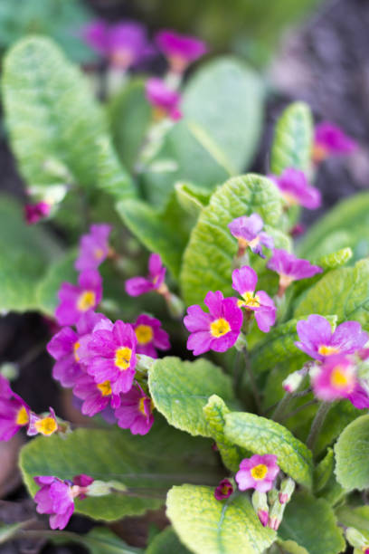 istock Primrose flowers with leaves in the background 1221035203