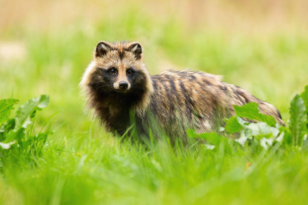 수줍은 너구리 개는 여름에 초원을 멀리 찾고 - raccoon dog 뉴스 사진 이미지