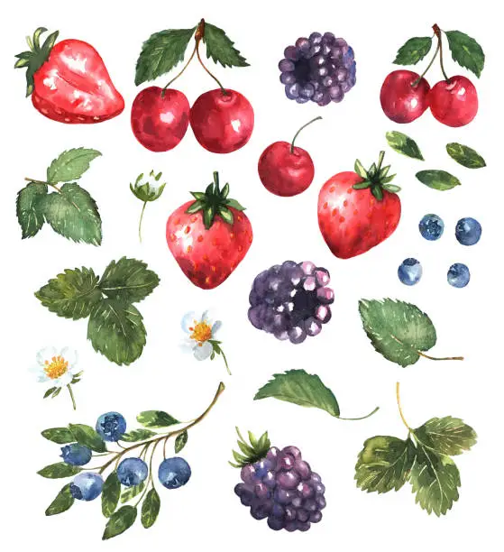 Vector illustration of Berries set in watercolor. Colorful background with strawberries, blackberries, cherries and blueberries, flowers and leaves. Natural illustration. Spring blossom. Collection for print and cards. Vector.