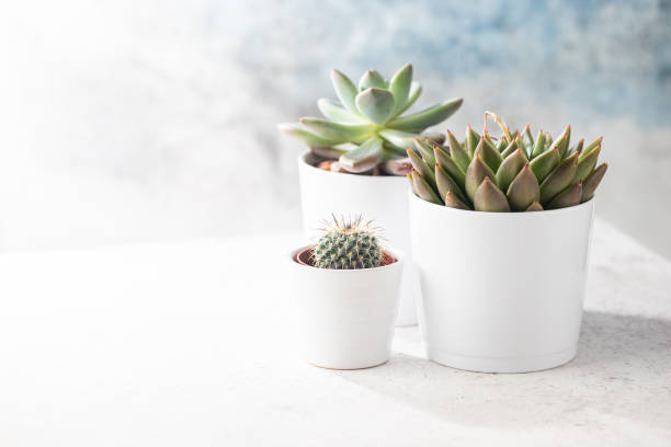 istock Succulents and cactus in white 1221036388
