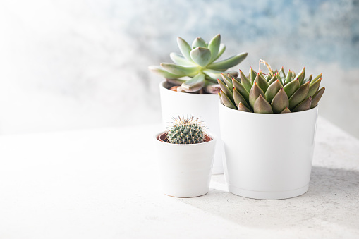 Succulents and cactus in white pots on the white background. Scandinavian hipster home decoration