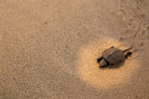 istock Little land turtle in the desert. 1221037490