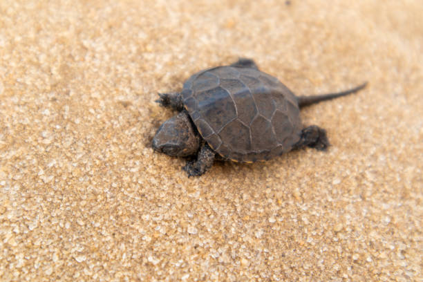 istock Little land turtle in the desert. 1221037535