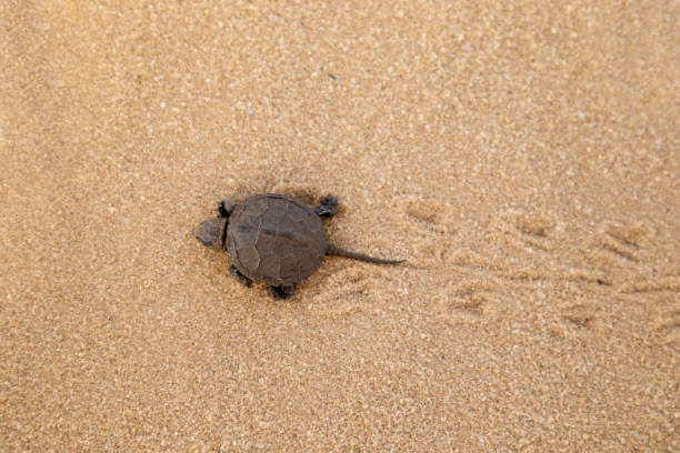 istock Little land turtle in the desert. 1221037575