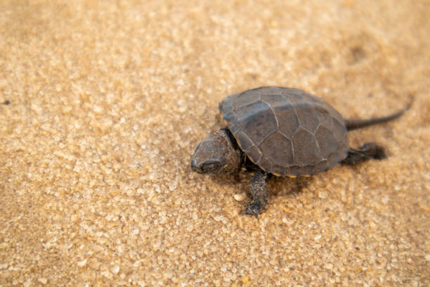 istock Little land turtle in the desert. 1221037725