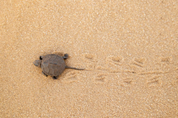 istock Little land turtle in the desert. 1221037789