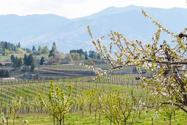 kwitnące wiśnie z widokiem na winnice i góry w penticton - okanagan vineyard canada orchard zdjęcia i obrazy z banku zdjęć