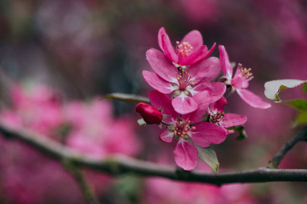 istock Blossoming pink flowers 1221039291