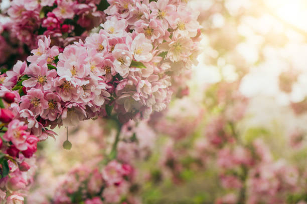 istock Blossoming pink flowers 1221039298