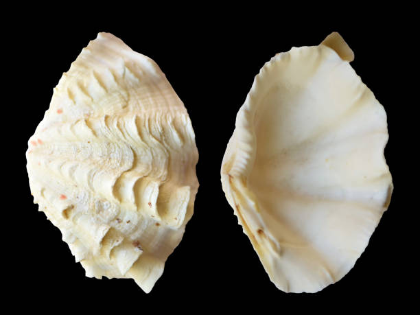 istock Fluted Clam Bivalve Seashell Cut Out Black Background 1221040725
