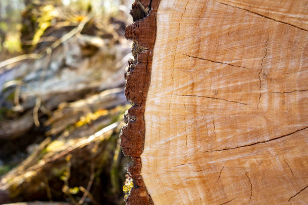 istock Close up on the cross section of a tree trunk 1221041086