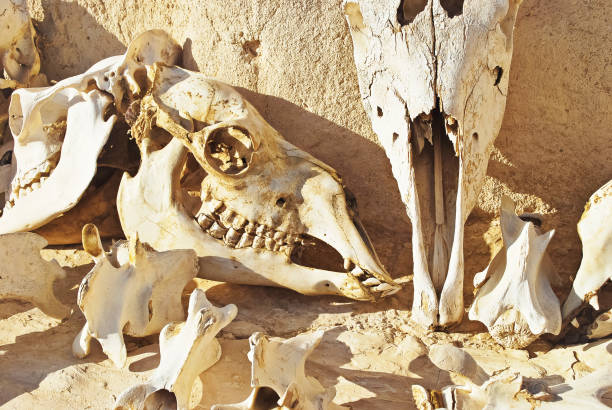istock Bones of a skull of camels 1221041117