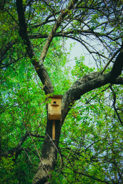 Bird feeder on a tree with green leaves