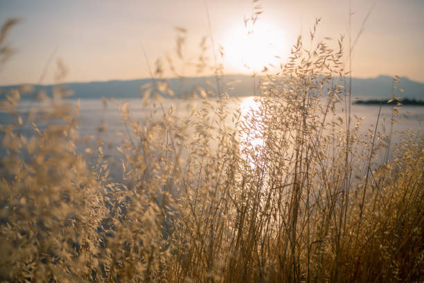 Reflexion of light of the sunset.