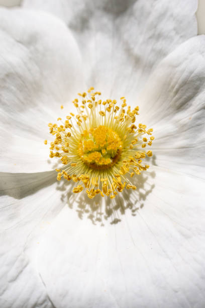 istock Beautiful capture of a wild white rose 1221042212