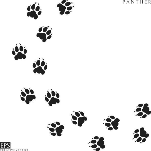 Panther paw prints. Silhouette. Wild animal Vector illustration (EPS) panthers stock illustrations