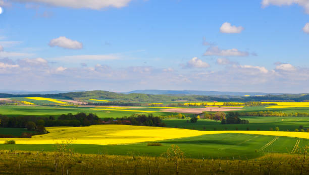 istock A beautiful german agriculture landscape with light and yellow rape fields 1221043174