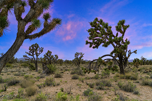 Joshua Tree Forests - Surreal forests of Joshua Trees.  Nevada, USA.