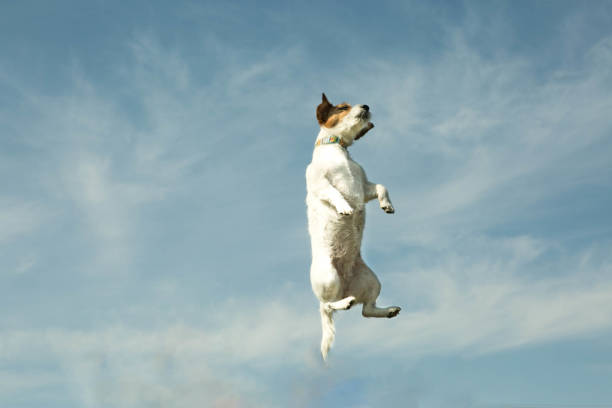 istock Dog flying with the sky in the background. 1221046337