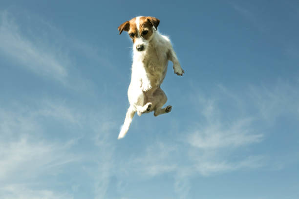 istock Dog flying with the sky in the background. 1221046338